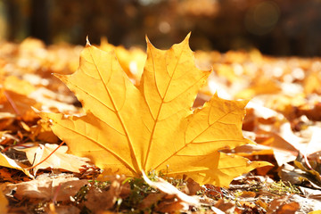 Golden autumn leaves on the ground, close up