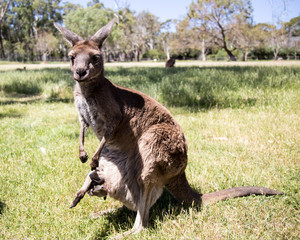 Kangaroo at Cleland wildlife park south australia