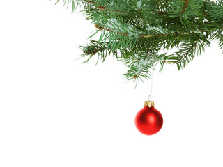 Christmas red bauble on a fir branch, isolated on white