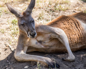 Kangaroo at Cleland wildlife park south australia
