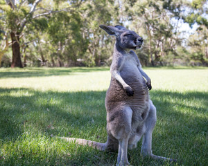 Naklejka na ściany i meble Kangaroo at Cleland wildlife park south australia
