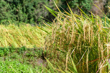 Close up of golden rice paddy in rice field.