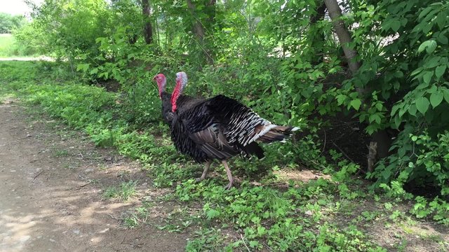 big black turkey feathers fluffed their