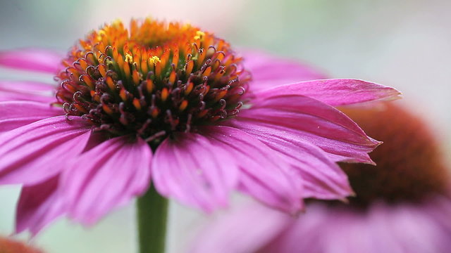 echinacea or coneflower
