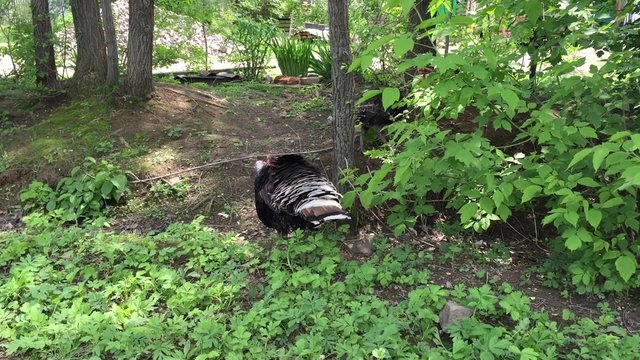 big black turkey feathers fluffed their