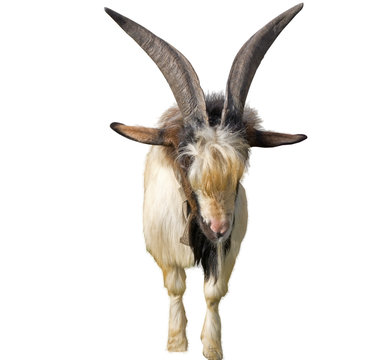 Portrait of white goat