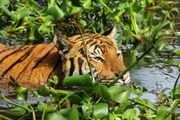 Tiger swimming in water with aquatic plants
