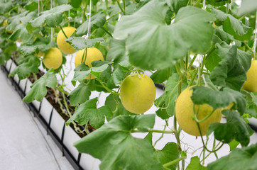 Melon garden