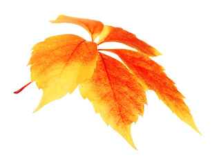Beautiful autumn leaf, isolated on white