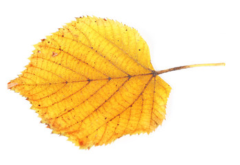 Beautiful autumn leaf, isolated on white