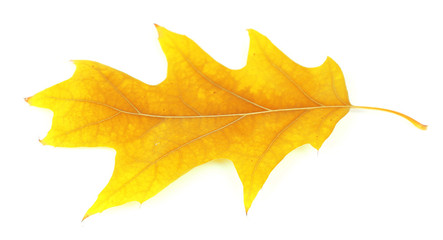 Naklejka na ściany i meble Beautiful autumn leaf, isolated on white