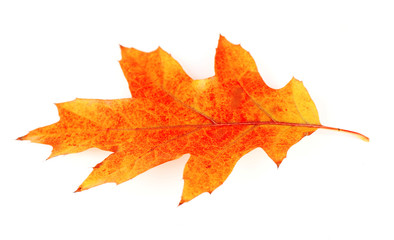 Beautiful autumn leaf, isolated on white