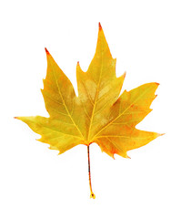 Beautiful autumn leaf, isolated on white
