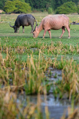 Thai buffalo is grazing in a field