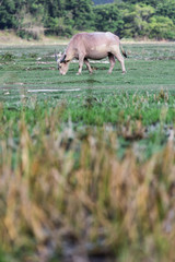 Thai buffalo is grazing in a field