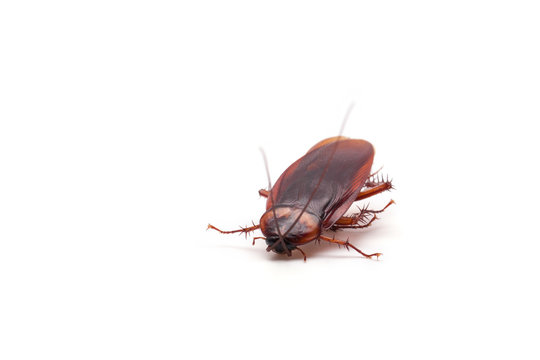 Cockroach on a white background