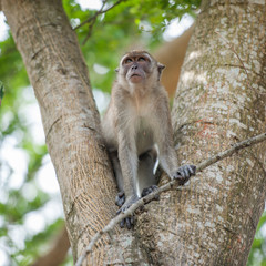 Monkeys