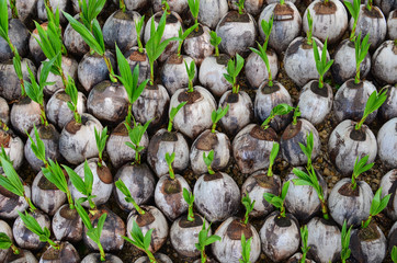 Fototapeta na wymiar Planting coconut