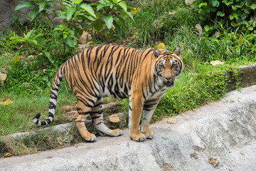 Asian Tiger