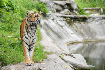 Asian Tiger