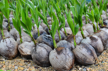 Planting coconut