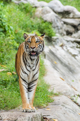 Asian Tiger
