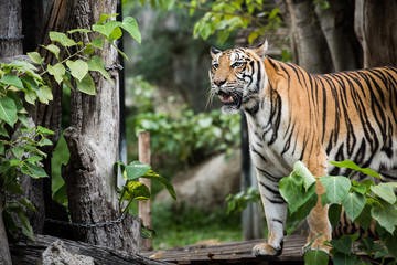 Asian Tiger