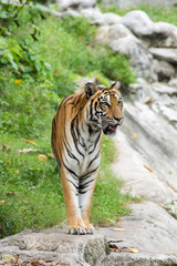 Asian Tiger
