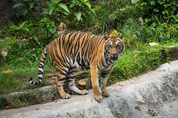 Asian Tiger