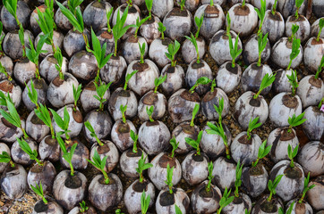 Planting coconut