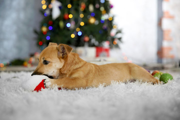 Small cute funny dog playing with Santa hat on Christmas tree background