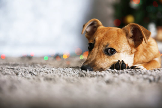 Small cute funny dog laying at carpet on Christmas tree background
