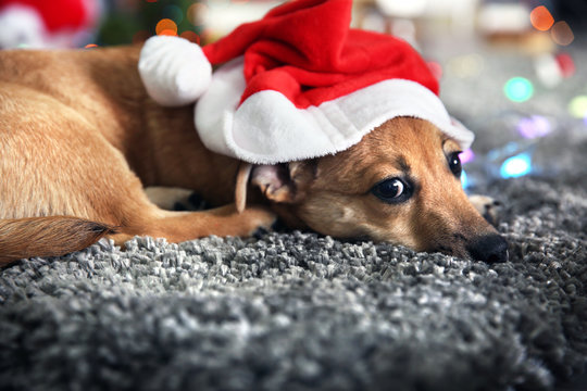 Small cute funny dog with garland and Santa hat on Christmas background