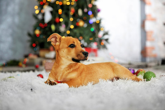 Small cute funny dog playing with Santa hat on Christmas tree background