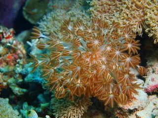 Fototapeta na wymiar Soft coral, Island Bali