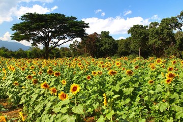 Fototapeta na wymiar Sunflower garden in doi luang chiang dao at chiangmai thailand
