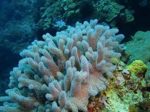 Soft coral, Island Bali