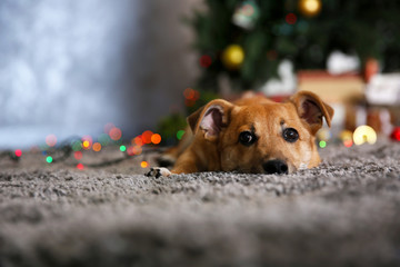 Small cute funny dog laying at carpet on Christmas tree background