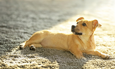 Small funny cute dog in light room