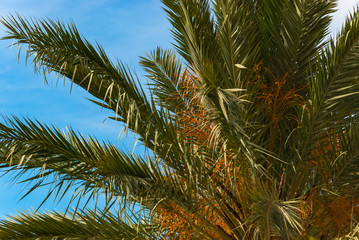 Obraz na płótnie Canvas Aerial view palm tree with green leaves against blue sky. Tropical palm plant, white clouds, azur background on sunny day in summer