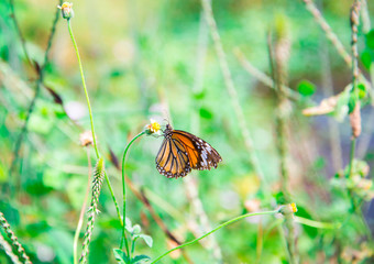 butterfly on flower -Blur flower background