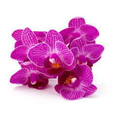 Obraz na płótnie Canvas Orchid flower head bouquet isolated on white background cutout
