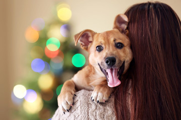 Small funny cute dog at woman shoulder on blurred Christmas background