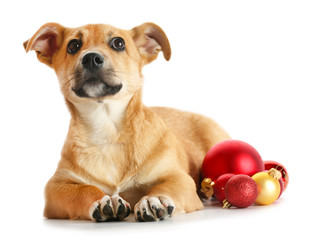 Small funny cute dog with Christmas toys, isolated on white