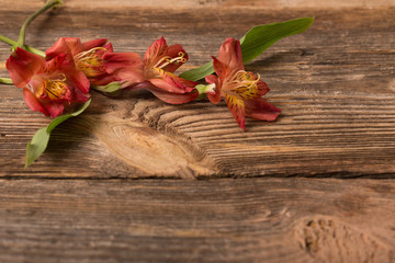 Alstroemeria flowers on old wooden background