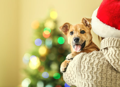 Woman in Santa hat holding at shoulder small funny cute dog on Christmas background