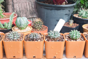 The variety of cactus pot plant