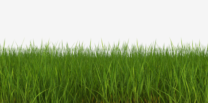 3d illustration horizon grass lawn