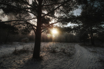 Winter pine forest