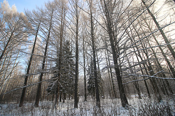 Winter snow park forest